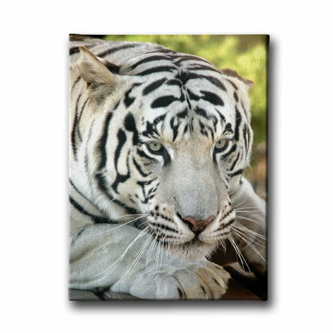 Bengal Kaplani Kanvas Tablo