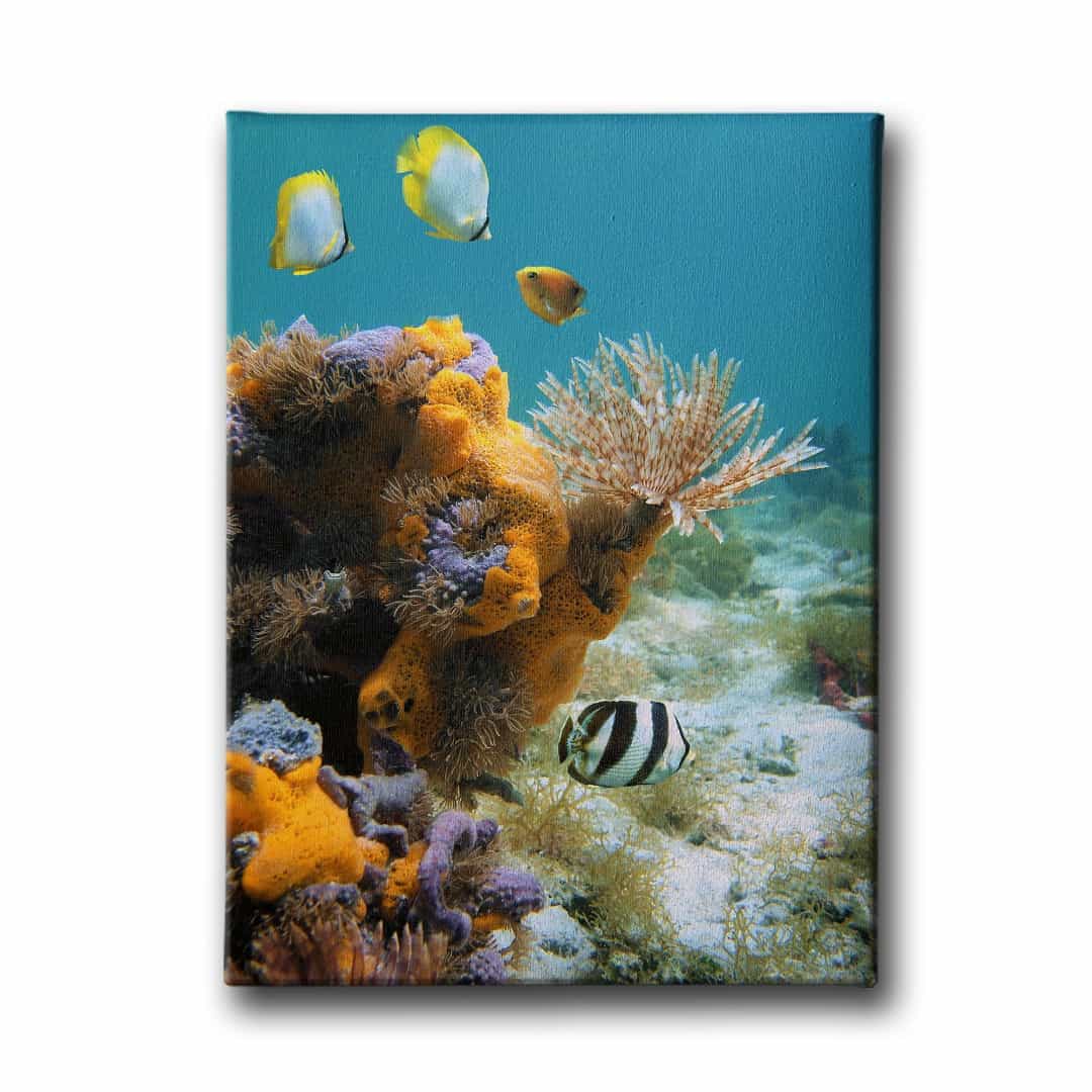 Renkli Baliklar Kanvas Tablo