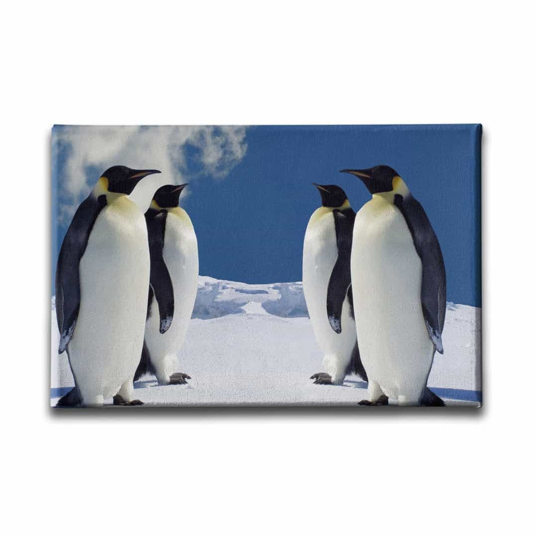 Penguen Kanvas Tablo